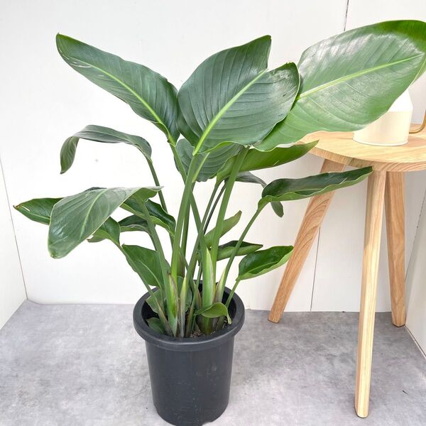 ストレチア オーガスタ 2【現品】観葉植物 室内 大型
