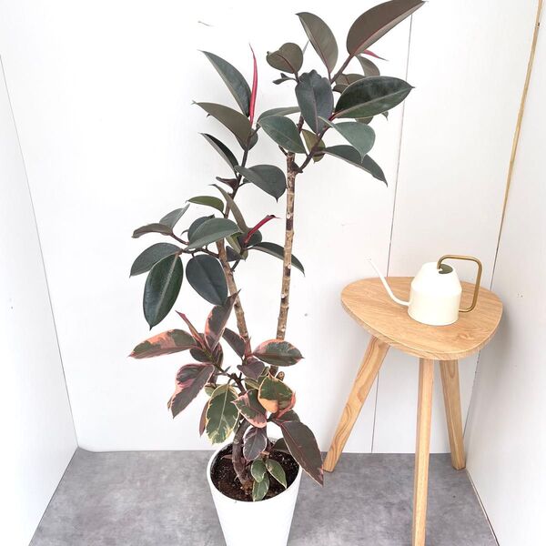 フィカス ルビー バーガンディ 2色植え 2【現品】観葉植物 室内 大型