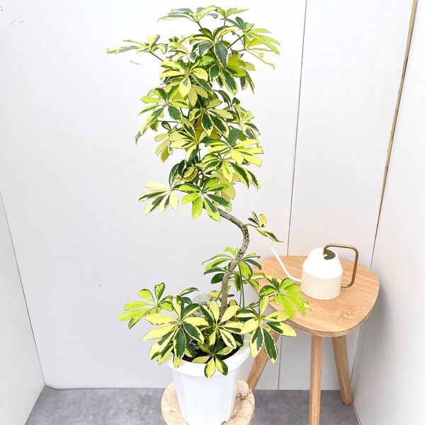 シェフレラ ハッピーイエロー 3【現品】観葉植物 室内 7号