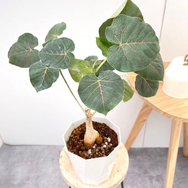 フィカス ペティオラリス 7【現品】☆希少☆ 観葉植物 室内