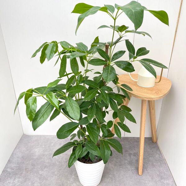 ブラッサイア 6【現品】観葉植物 大型 室内
