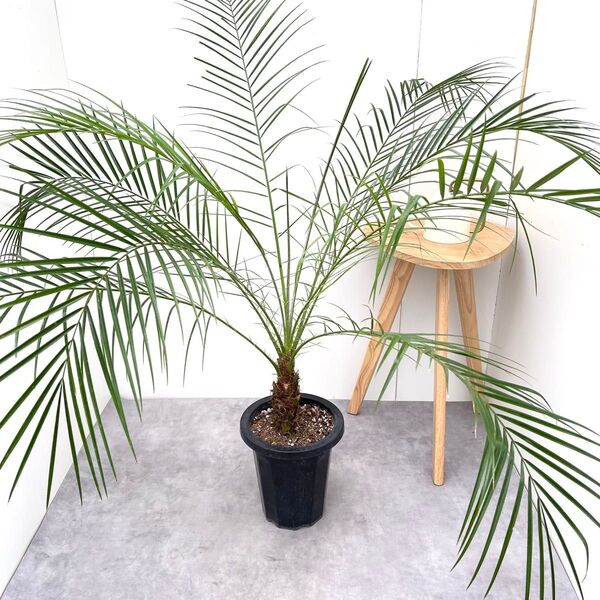 ヤシ フェニックスロベレニー 2【現品】観葉植物 庭木 大型