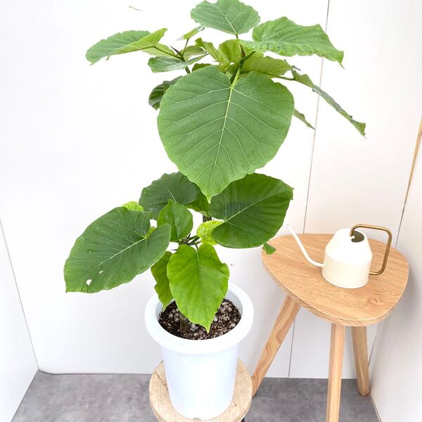 フィカス ウンベラータ 19【現品】観葉植物 室内 7号