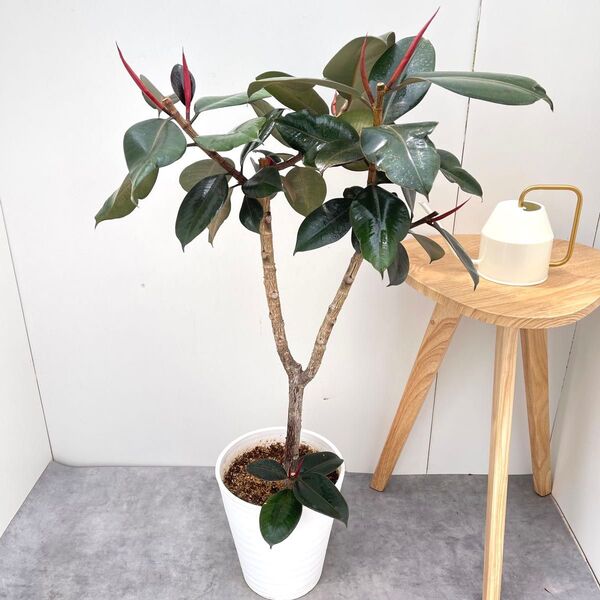 フィカス バーガンディ 5【現品】観葉植物 室内 大型