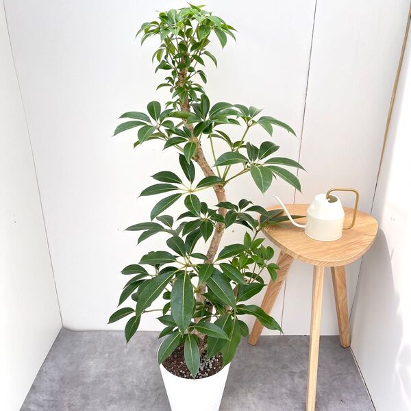 ツピタンサス シェフレラ ピュックレリ 【現品】観葉植物 室内
