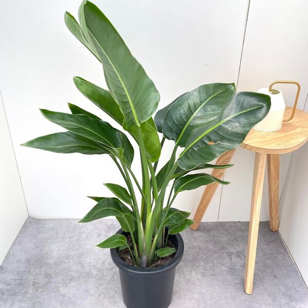 ストレチア オーガスタ 3【現品】観葉植物 室内 大型