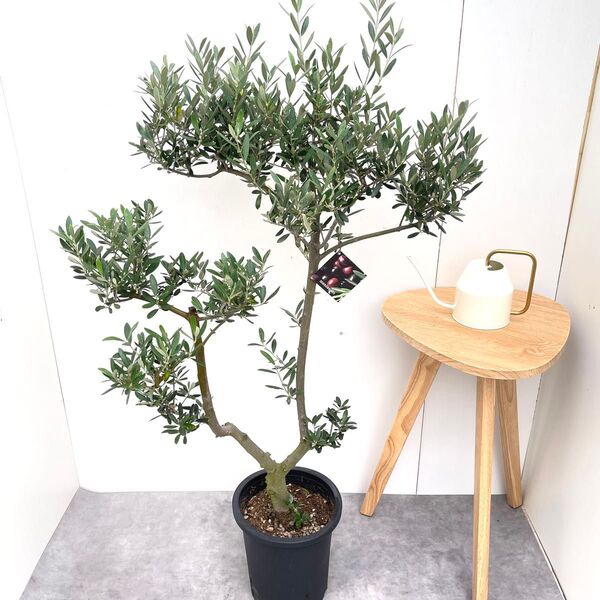 オリーブ マンザニロ 19【現品】観葉植物 創樹 SOUJU 8号