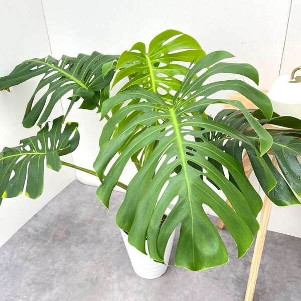 モンステラ ボルシギアナ 幹上がり 9【現品】観葉植物 室内 7号