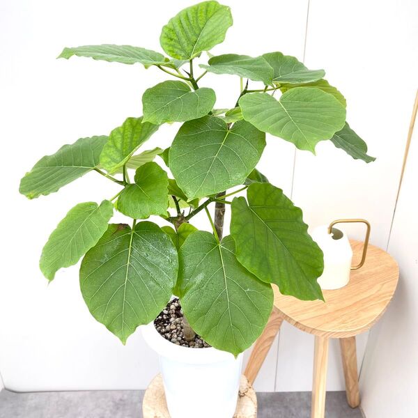 フィカス ウンベラータ 20【現品】観葉植物 室内 7号