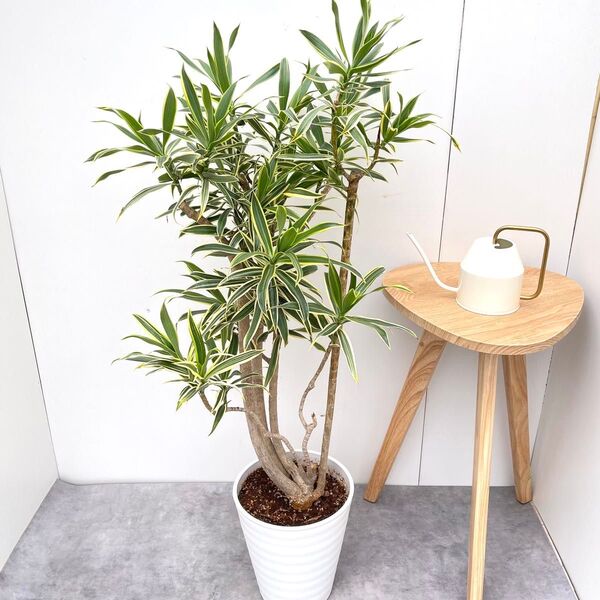 ドラセナ ソングオブオキナワ【現品】観葉植物 大型 室内