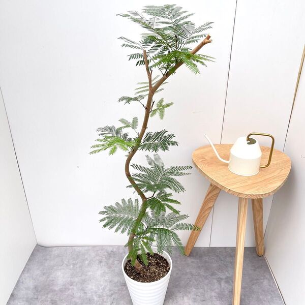 エバーフレッシュ 曲がり 3【現品】観葉植物 室内 7号