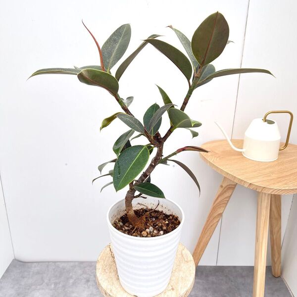 フィカス メラニー 17【現品】観葉植物 室内 5号