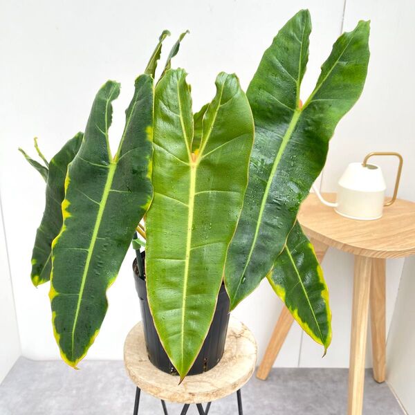 フィロデンドロン ビレッティア 2【現品】☆希少☆ 観葉植物