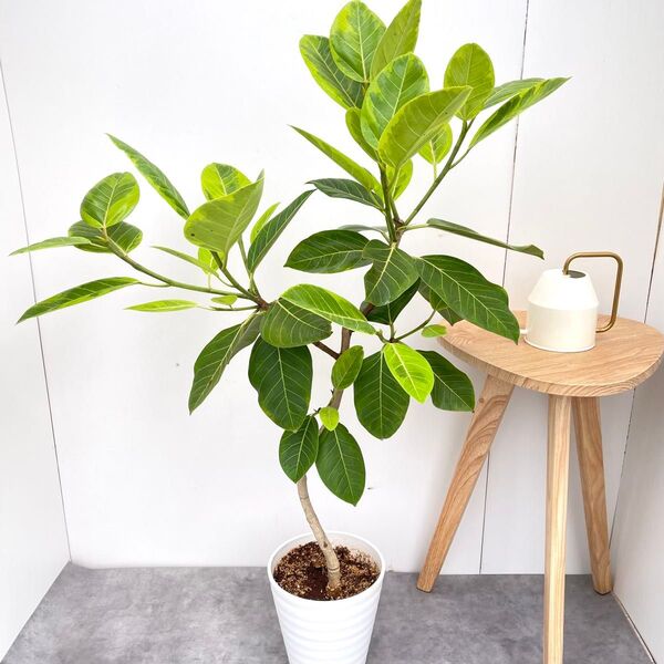 フィカス アルテシマ 曲がり 5【現品】観葉植物 室内