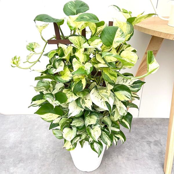 ポトス ステータス 1【現品】☆希少☆ 観葉植物 室内 7号