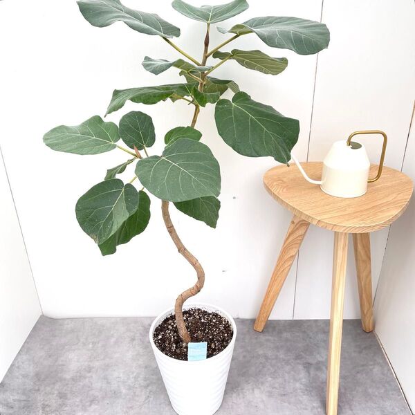 フィカス エベレスト 1【現品】観葉植物 室内 大型