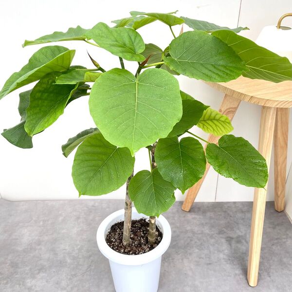 フィカス ウンベラータ 21【現品】観葉植物 室内 7号
