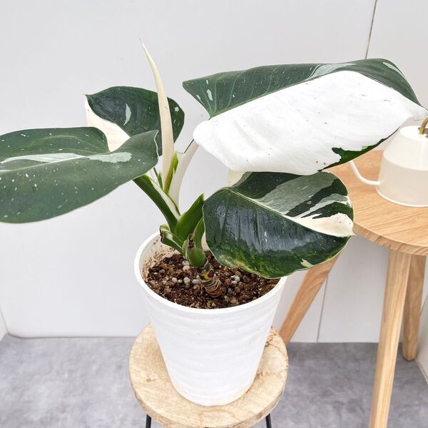 フィロデンドロン ホワイトウィザード 8【現品】☆希少☆観葉植物