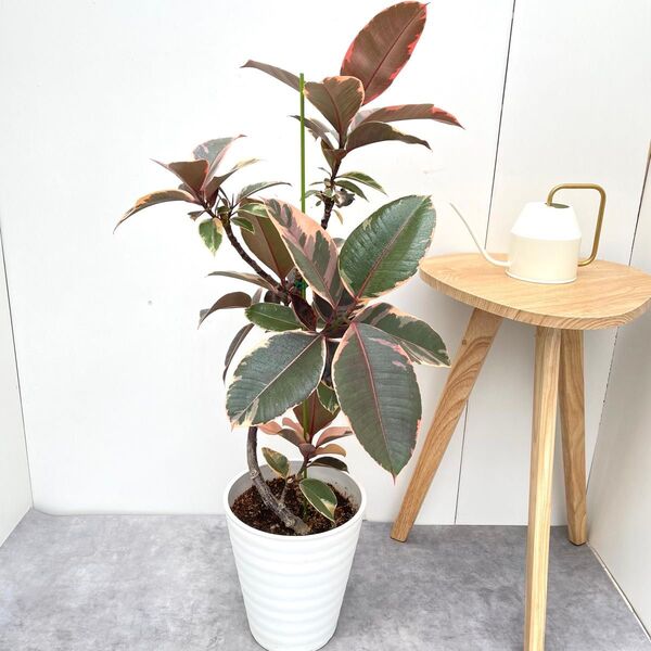 フィカス ルビー 曲がり 8【現品】観葉植物 室内 大型
