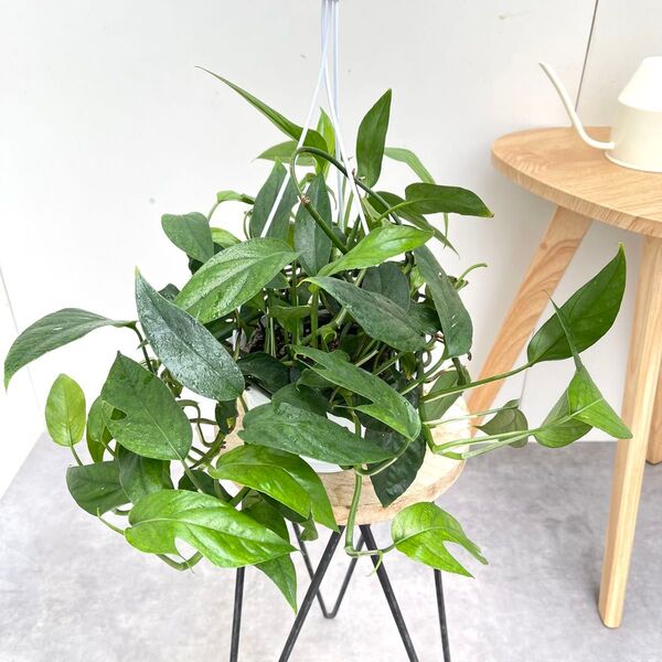 エピプレヌム ピナツム ブルーフォーム 1【現品】観葉植物 ハンギング 室内