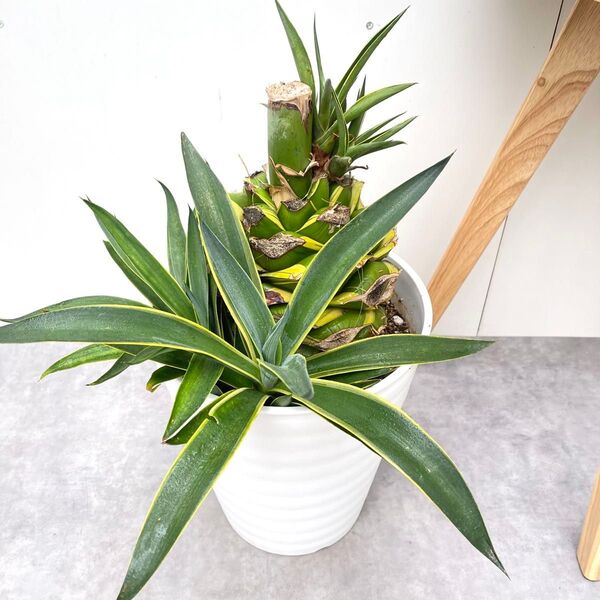 アガベ ベネズエラ錦 開花後株【現品】観葉植物 ドライガーデン 特大