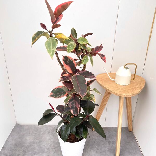 フィカス ルビー バーガンディ 2色植え 3【現品】観葉植物 室内 大型