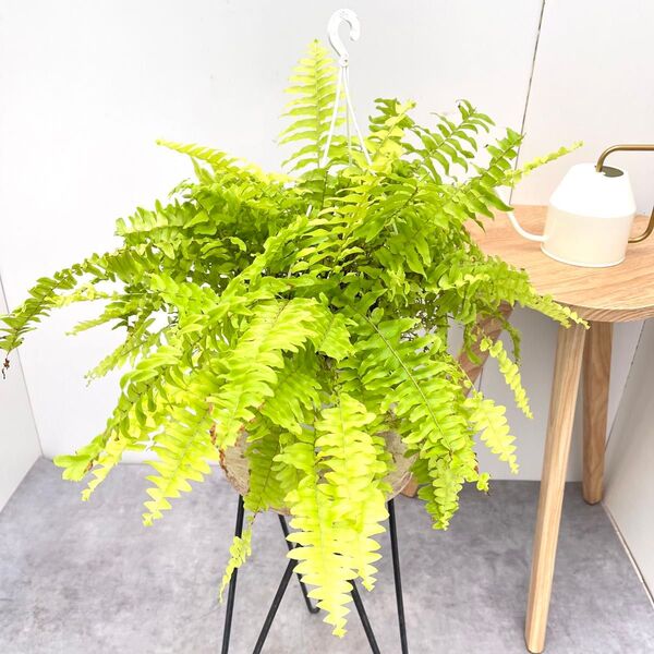 ネフロレピス ハッピーゴールデン【現品】観葉植物 ハンギング 室内