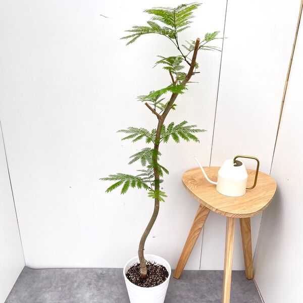 エバーフレッシュ 曲がり 4【現品】観葉植物 室内 7号