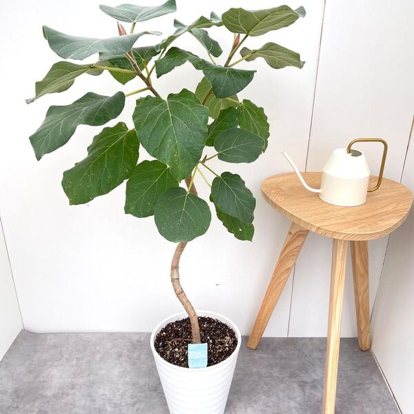 フィカス エベレスト 2【現品】観葉植物 室内 大型