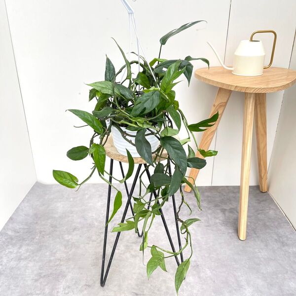 エピプレヌム ピナツム ブルーフォーム 2【現品】観葉植物 ハンギング 室内