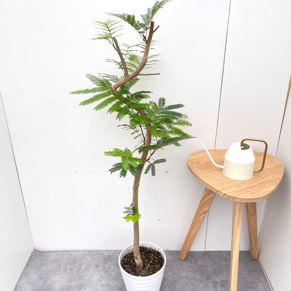 エバーフレッシュ 曲がり 5【現品】観葉植物 室内 7号