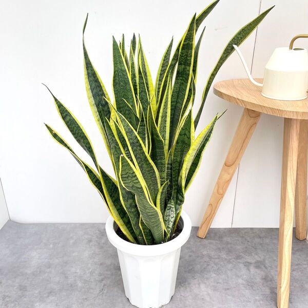 サンスベリア ローレンチー 1【現品】観葉植物 室内 大型