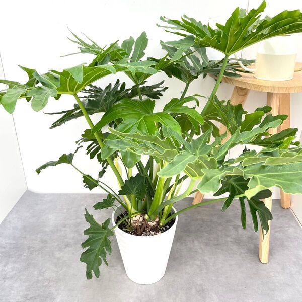 フィロデンドロン セローム 根上がり 5【現品】観葉植物 室内 7号