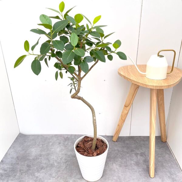 フランスゴム 曲がり 2【現品】観葉植物 室内 7号
