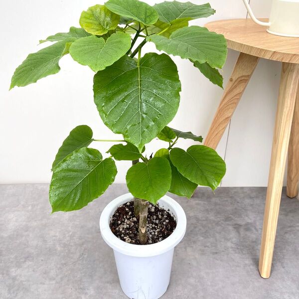 フィカス ウンベラータ 22【現品】観葉植物 室内 7号