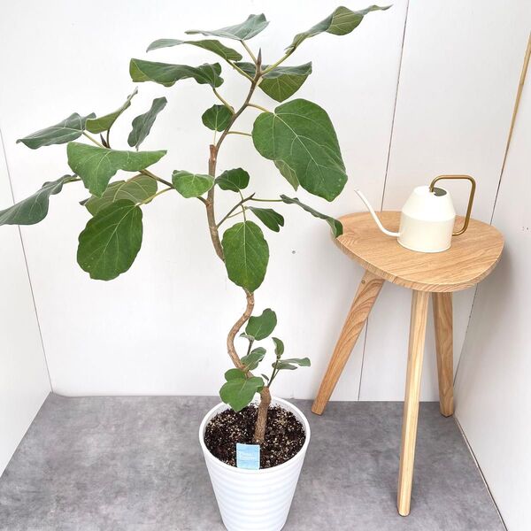 フィカス エベレスト 3【現品】観葉植物 室内 大型