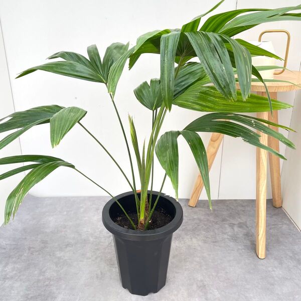 ビロウヤシ【現品】観葉植物 屋外 大型