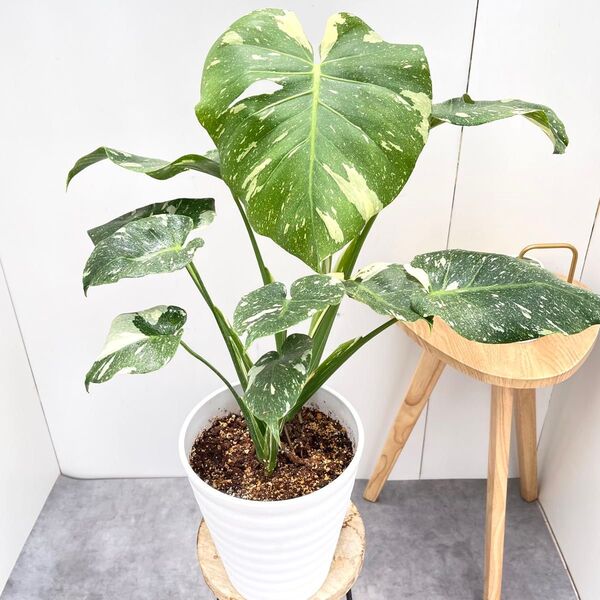 モンステラ 斑入り 6【現品】☆希少☆ 観葉植物 室内