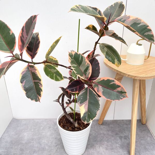 フィカス ルビー 曲がり 10【現品】観葉植物 室内 大型