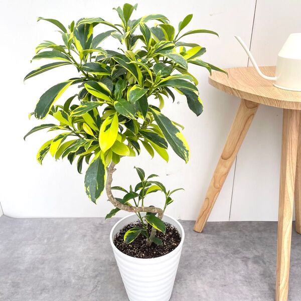 フォグラエア ベリテロアナ バリエガータ 3【現品】観葉植物 室内 7号