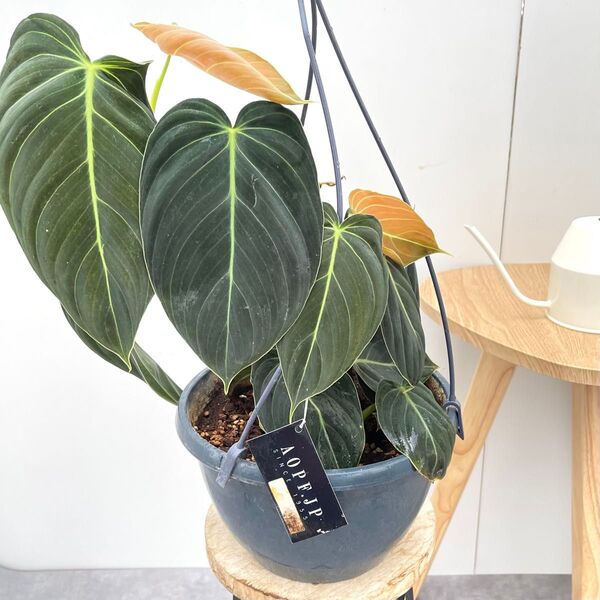 フィロデンドロン メラノクリサム【現品】観葉植物 ハンギング 大型