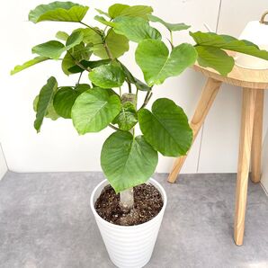 フィカス ウンベラータ 4【現品】観葉植物 室内 大型