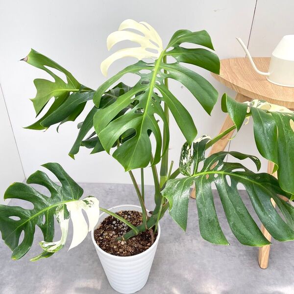 モンステラ ボルシギアナ 斑入り ホワイトタイガー 8【現品】☆希少☆ 観葉植物 室内 7号