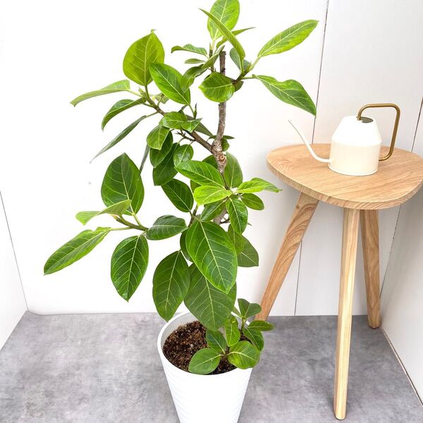 フィカス アルテシマ 曲がり 9【現品】観葉植物 室内 大型