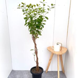 ガジュマル 編み込み【現品】観葉植物 室内 大型
