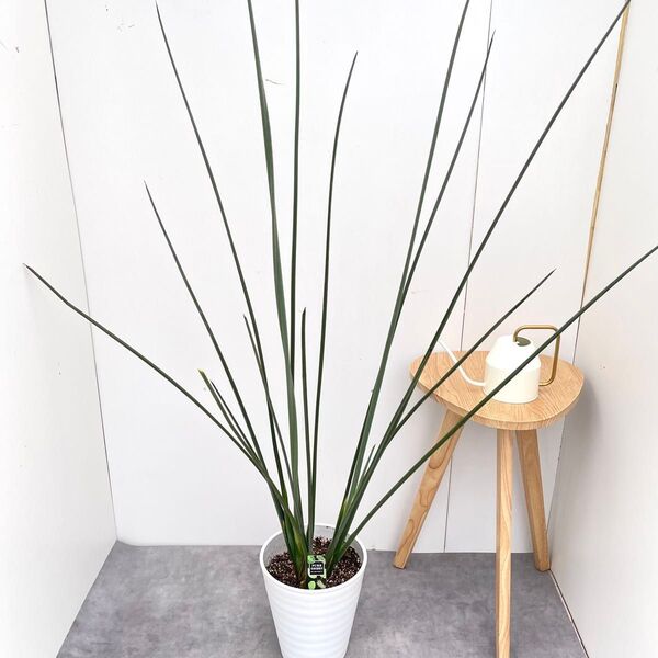 ストレチア ノンリーフ【現品】観葉植物 室内 大型