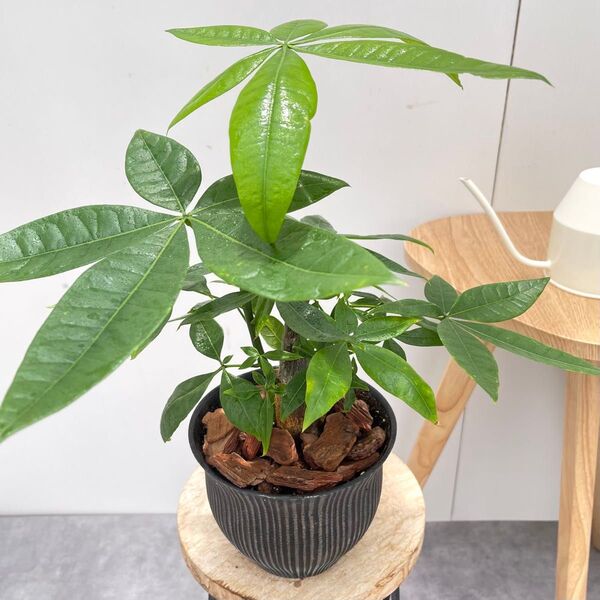 パキラ 実生 陶器鉢 2【現品】観葉植物 室内 人気