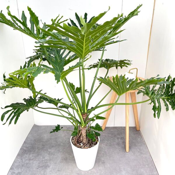 フィロデンドロン セローム 根上がり 6【現品】観葉植物 室内 8号