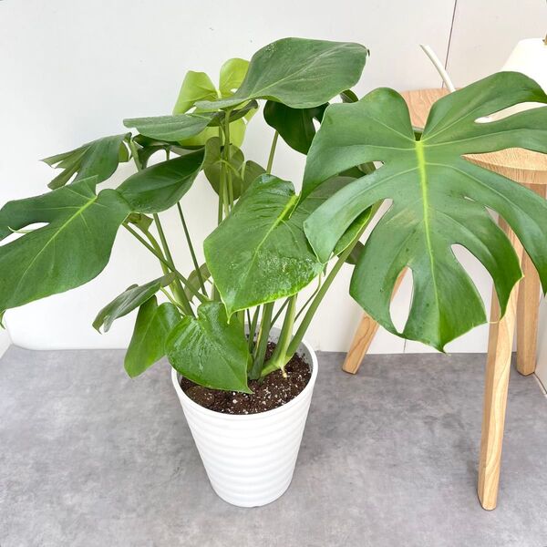 モンステラ 11【現品】観葉植物 室内 大型