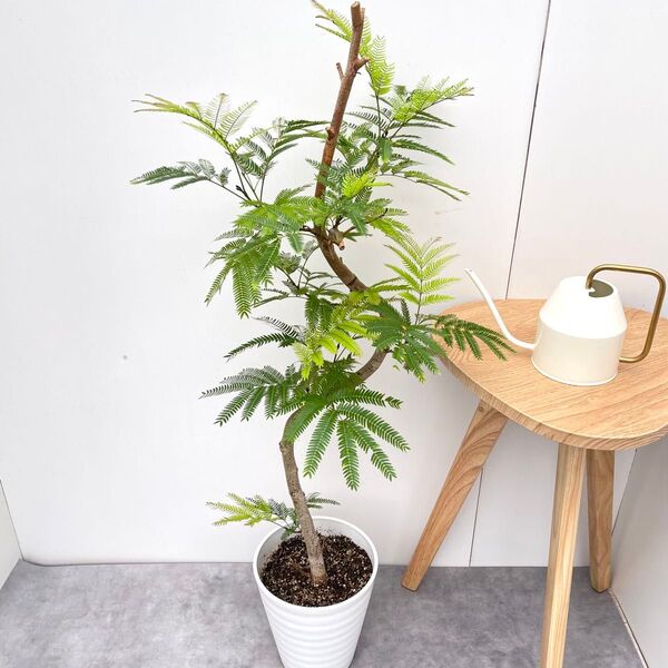 エバーフレッシュ 曲がり 6【現品】観葉植物 室内 7号